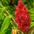 Sumac Whole Berries