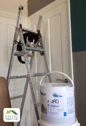 cat friendly paint