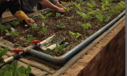 aquaponics system design, flood and drain, dwc, floating