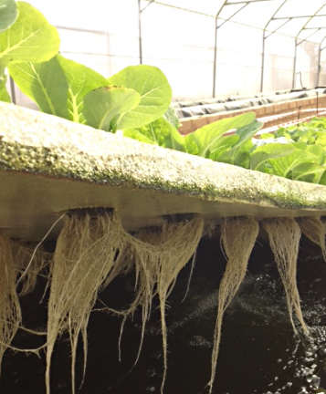 how is it possible to grow plants in water in aquaponics