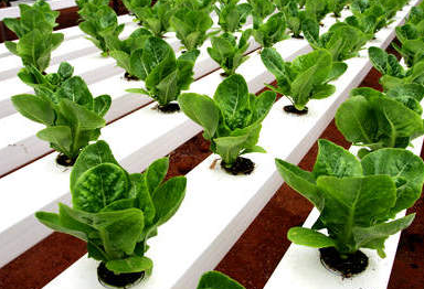 aquaponics aquaponics