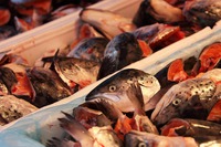 10 Hidden Health Benefits of Fish Broth