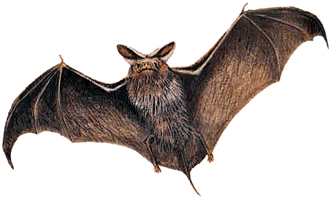 Garlic is commonly believed to scare away bats 