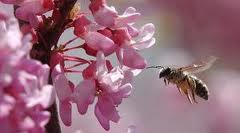 bees-pollinate-blossoms.jpg