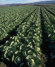 Cabbages in field