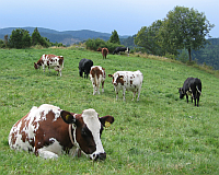 contented-cows-200.png