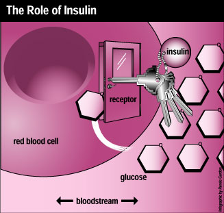 The role of insulin