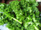 Organic kale is full of nutrients