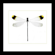 Nine50 Framed Microstigma rotundatum damselfly 