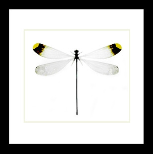 Nine50 Framed Microstigma rotundatum damselfly 