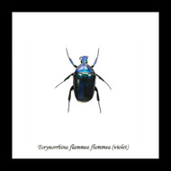 Torynorrhina flammea