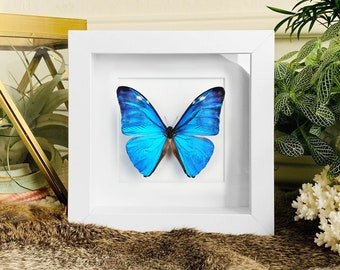 Nine50 Framed Butterfly Andonis Morpho