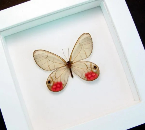 Nine50 Framed Butterfly Cithaerias aurorina matt