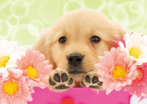 Epoch Jigsaw Puzzle 01-056 Golden Retriever with Flowers (108 Pieces)