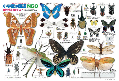 Beverly Jigsaw Puzzle L74-157 World Insects Encyclopedia (150 L-Pieces)