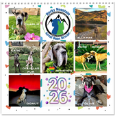 Large 12x12 Great Dane Calendar