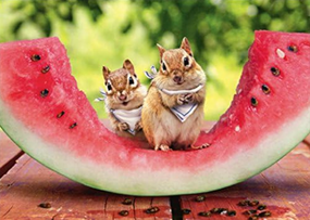 chipmunk watermelon birthday card