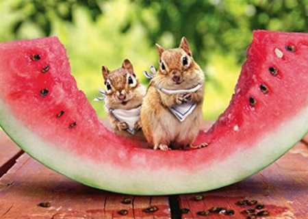 chipmunk watermelon birthday card
