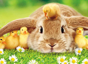 bunny and duckling easter card