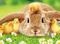 bunny and duckling easter card