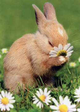 bunny smelling flower easter card