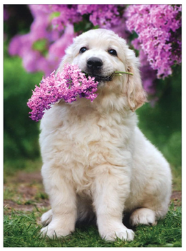 puppy with lilacs mother's day card