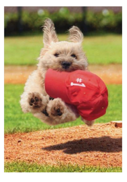 dog running with hat father's day  card