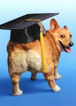 corgi with grad hat graduation card