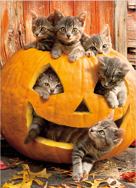 kittens in pumpkin halloween card