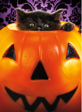 kitten in bucket halloween card