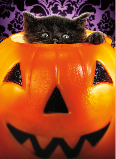 kitten in bucket halloween card