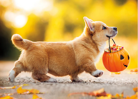 corgi carrying pumpkin halloween card