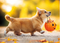 corgi carrying pumpkin halloween card