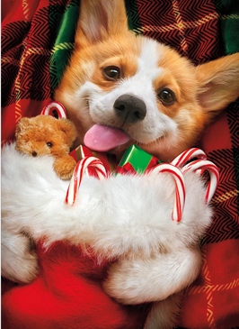 corgi and stocking christmas card