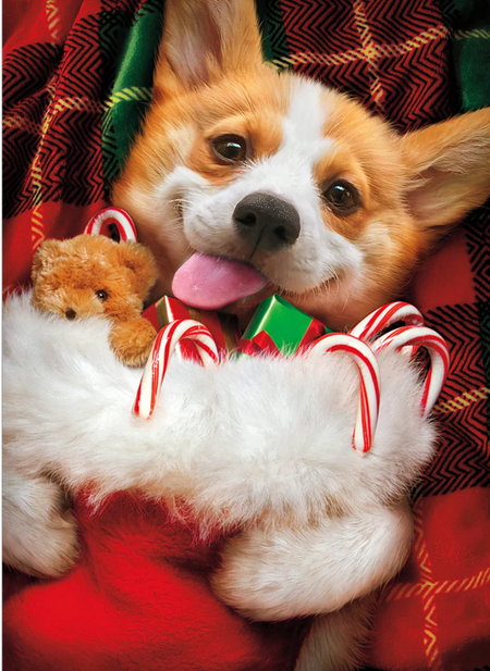 corgi and stocking christmas card