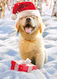 santa puppy christmas card