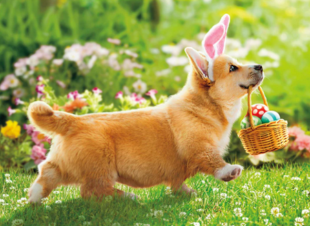 corgi easter basket easter card