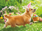 corgi easter basket easter card