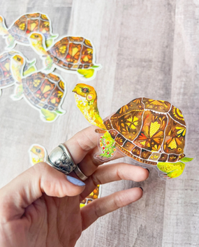 box turtle sticker