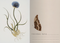 symmetrical flora notebook