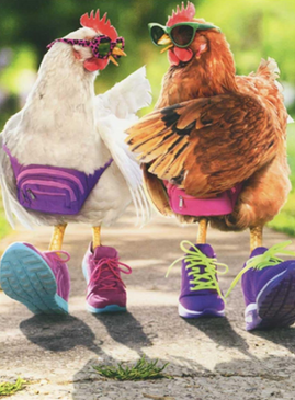 walking chickens | birthday