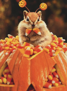 chipmunk candy corn halloween card