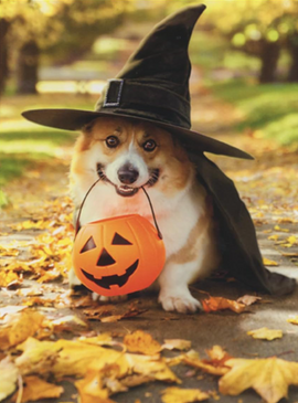corgi witch hat halloween card