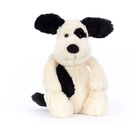 bashful black & cream puppy