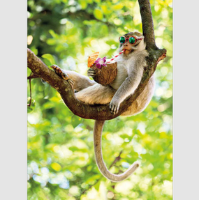 monkey drinking coconut | retirement