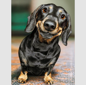 smiling dachshund | support