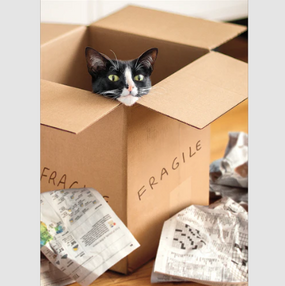 cat in brown box | new home