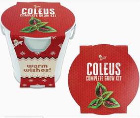 holiday grow pail coleus kit