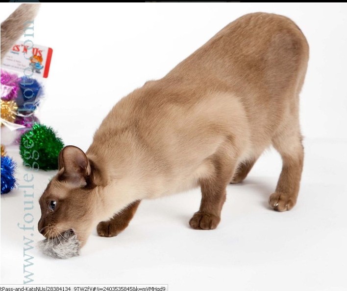 Rabbit Fur Pom Pom Ball Cat Toy