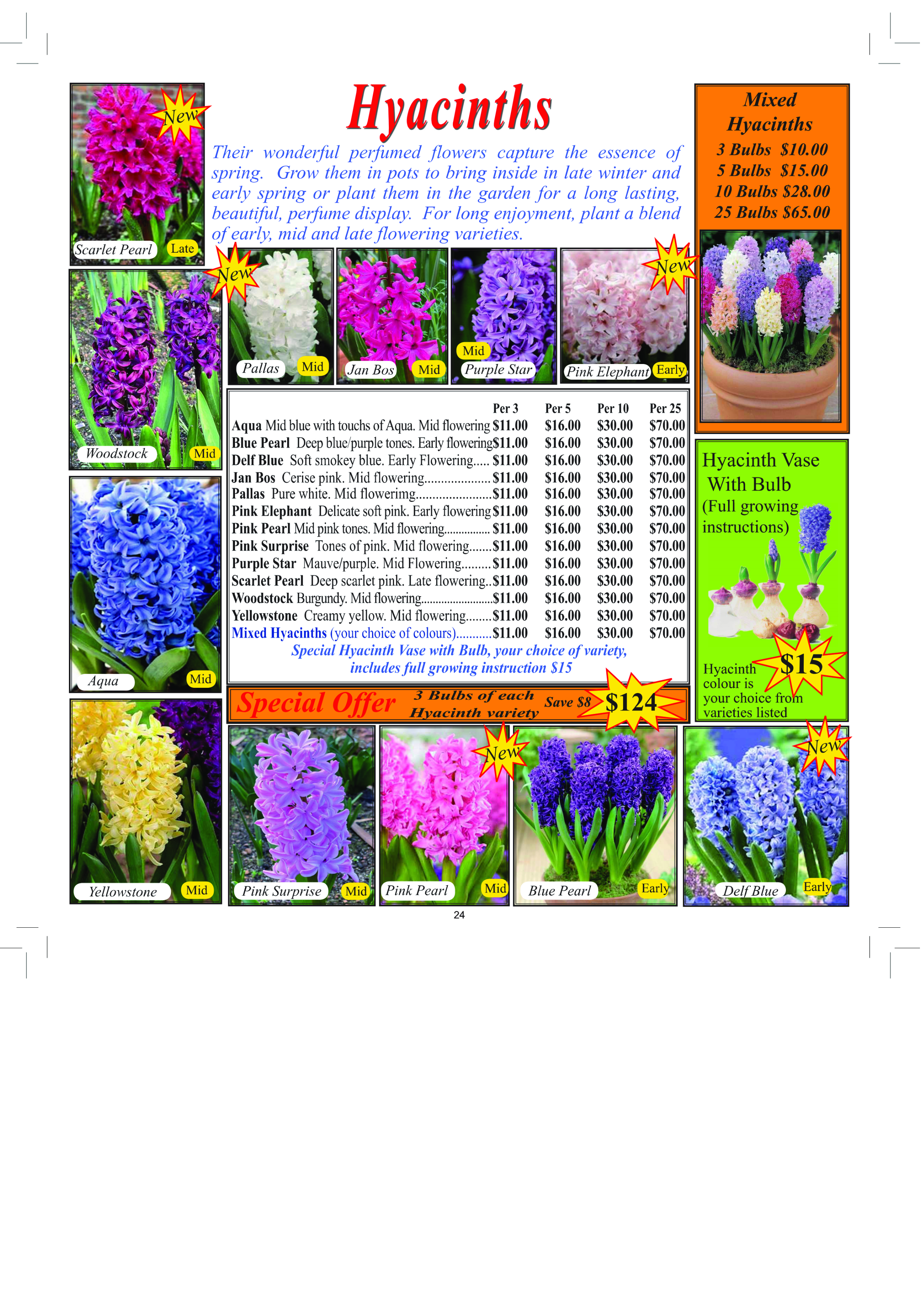Hyacinths 2026